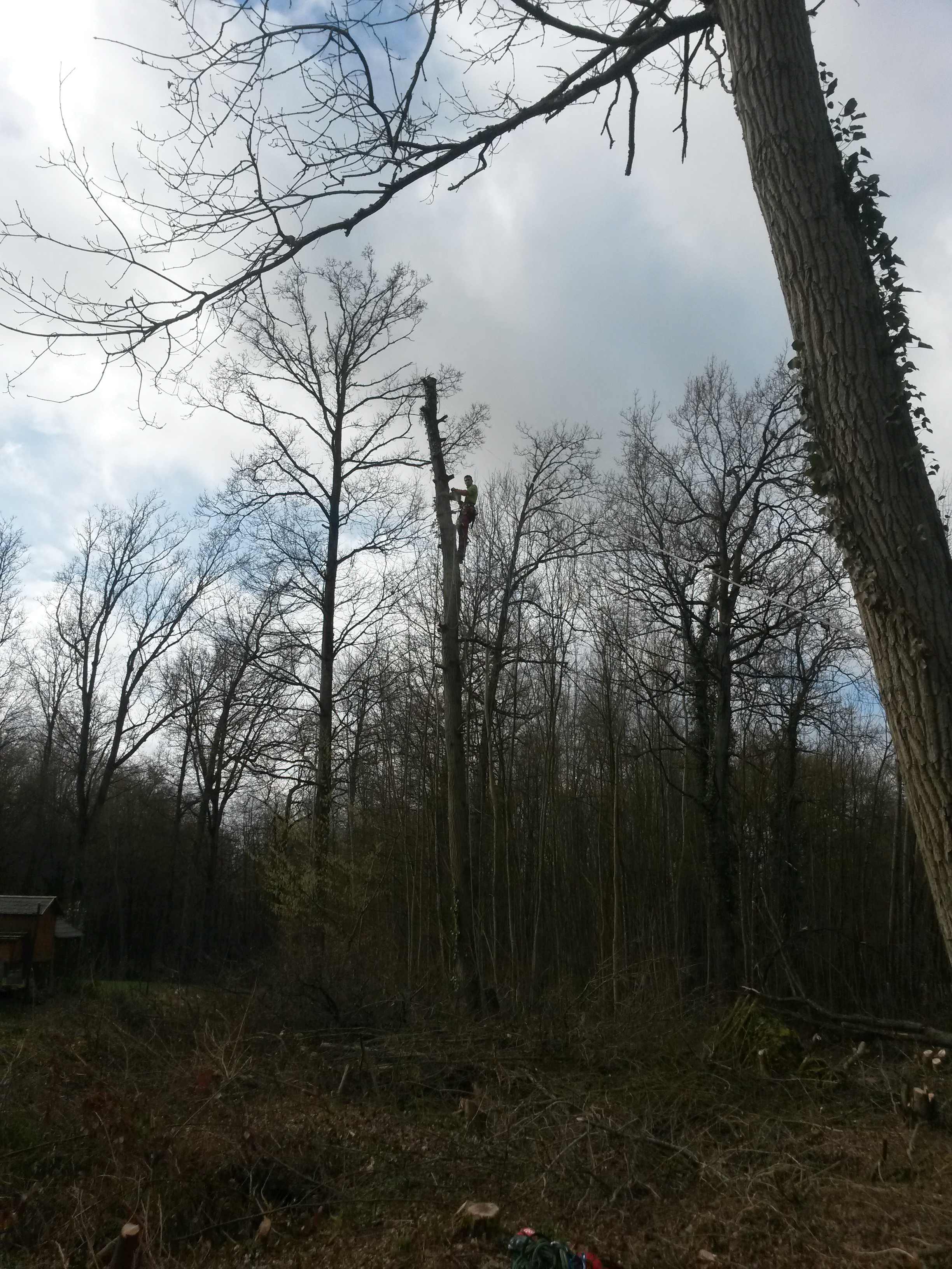 elagage abattage Mouroux 77120